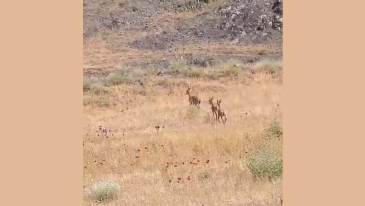 Elazığ'da dağ keçileri piknik alanlarına indi