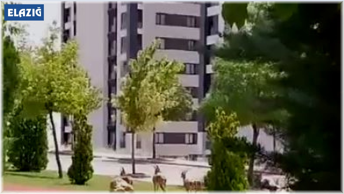 Elazığ'da dağ keçileri şehir merkezine indi