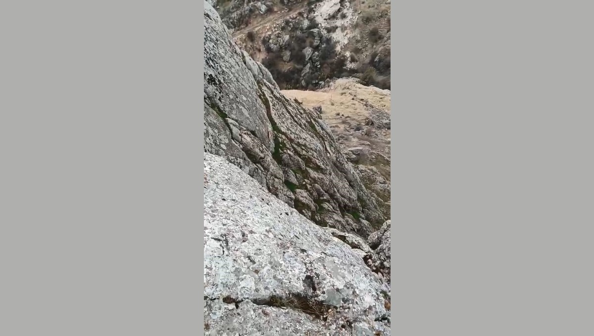 Elazığ'da dağ keçileri sürü halinde görüldü