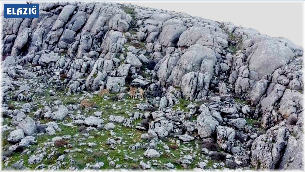 Elazığ'da dağ keçileri sürü halinde görüntülendi