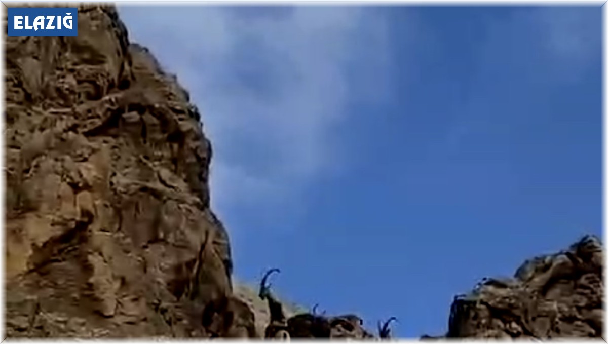 Elazığ'da dağ keçileri sürü halinde görüntülendi