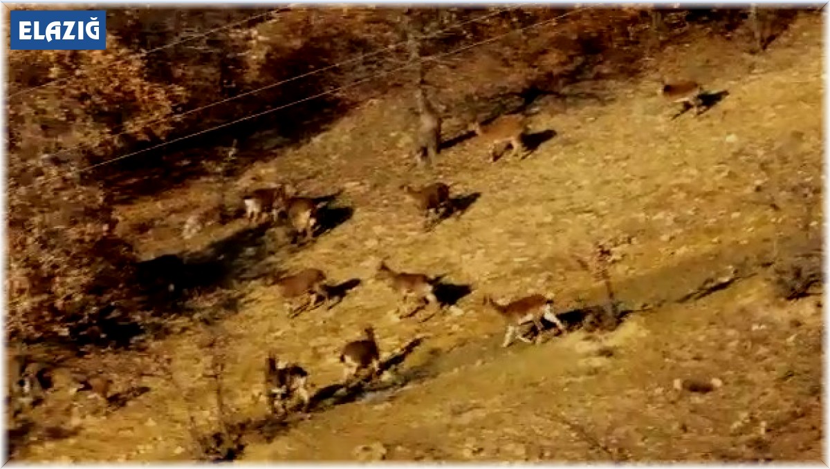 Elazığ'da dağ keçileri sürü halinde görüntülendi