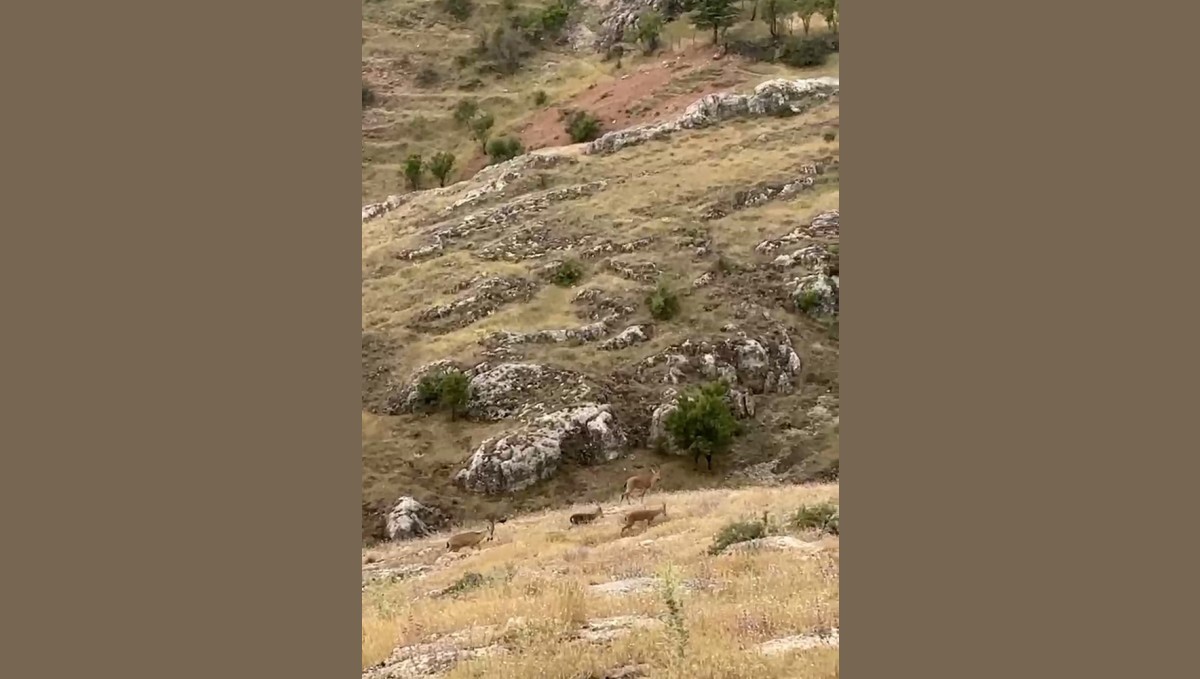 Elazığ'da dağ keçileri sürü halinde görüntülendi
