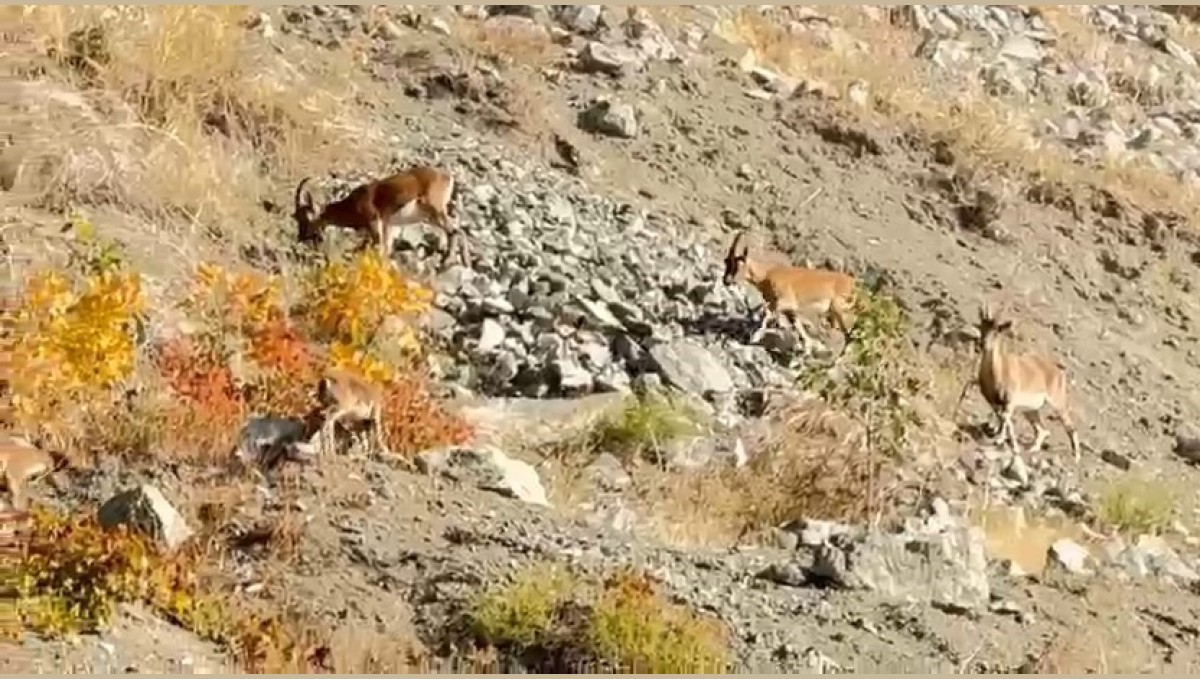 Elazığ'da dağ keçileri sürü halinde görüntülendi
