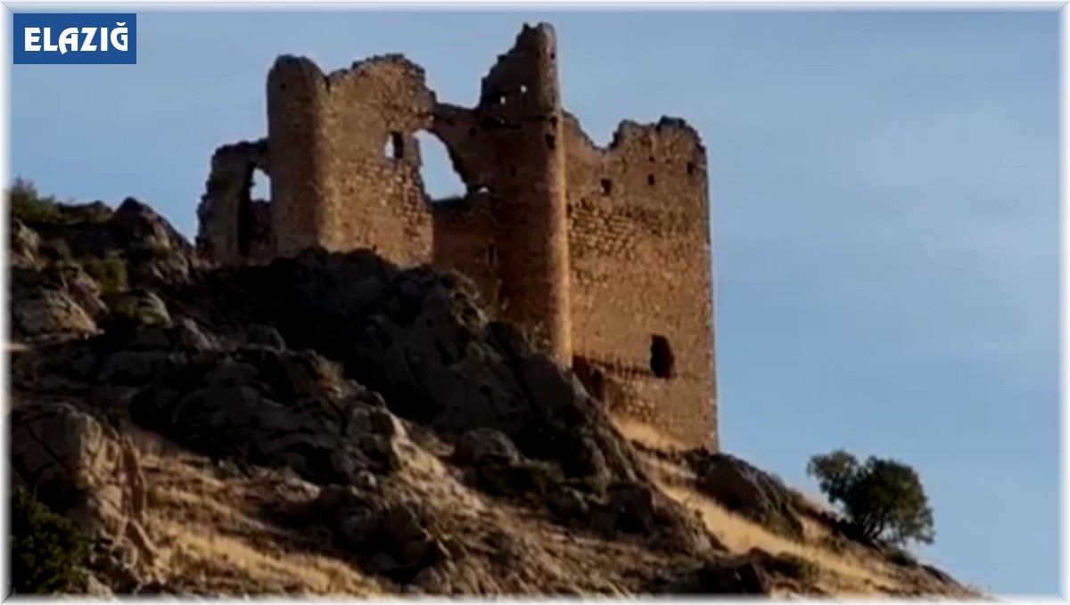 Elazığ'da dağ keçileri sürücü halinde görüntülendi