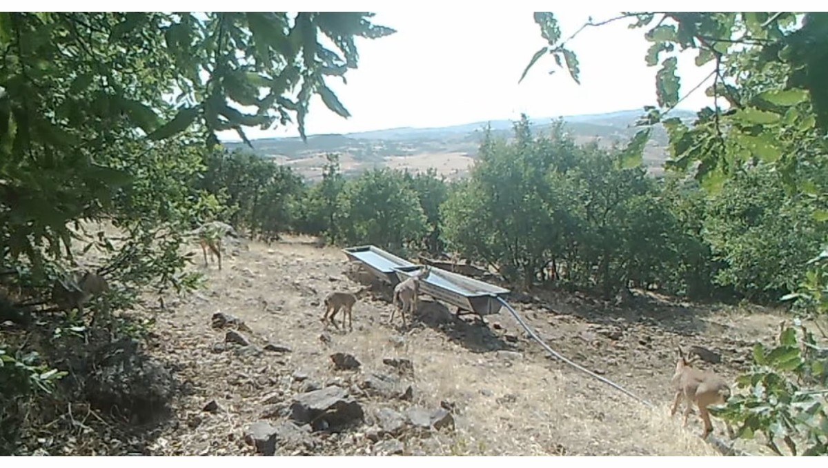 Elazığ'da dağ keçilerinin sıvatlardan su içmesi fotokapanlara yansıdı