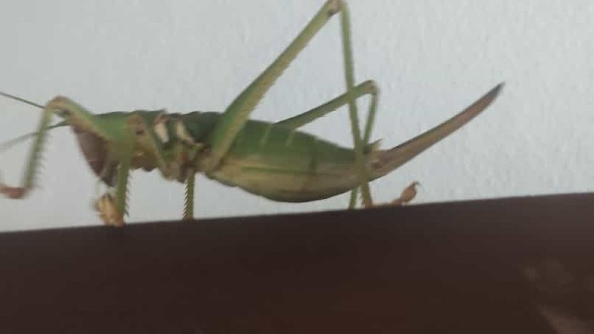 Elazığ'da dev çağaboğan çekirgesi görüldü