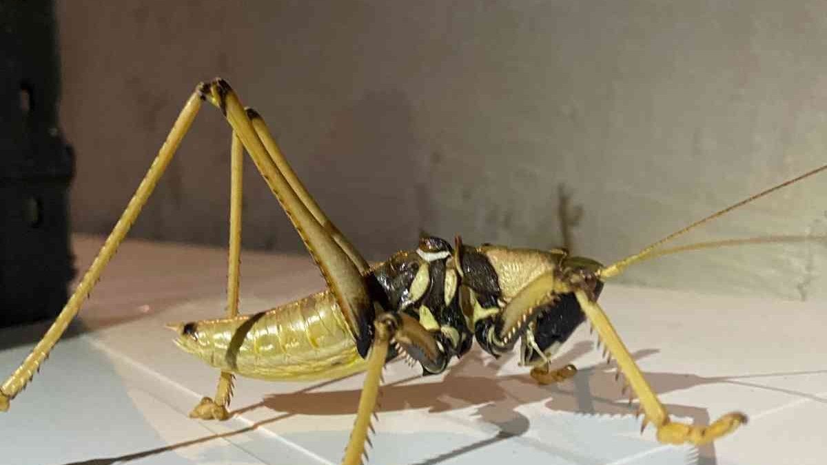 Elazığ'da dev çekirge görüntülendi