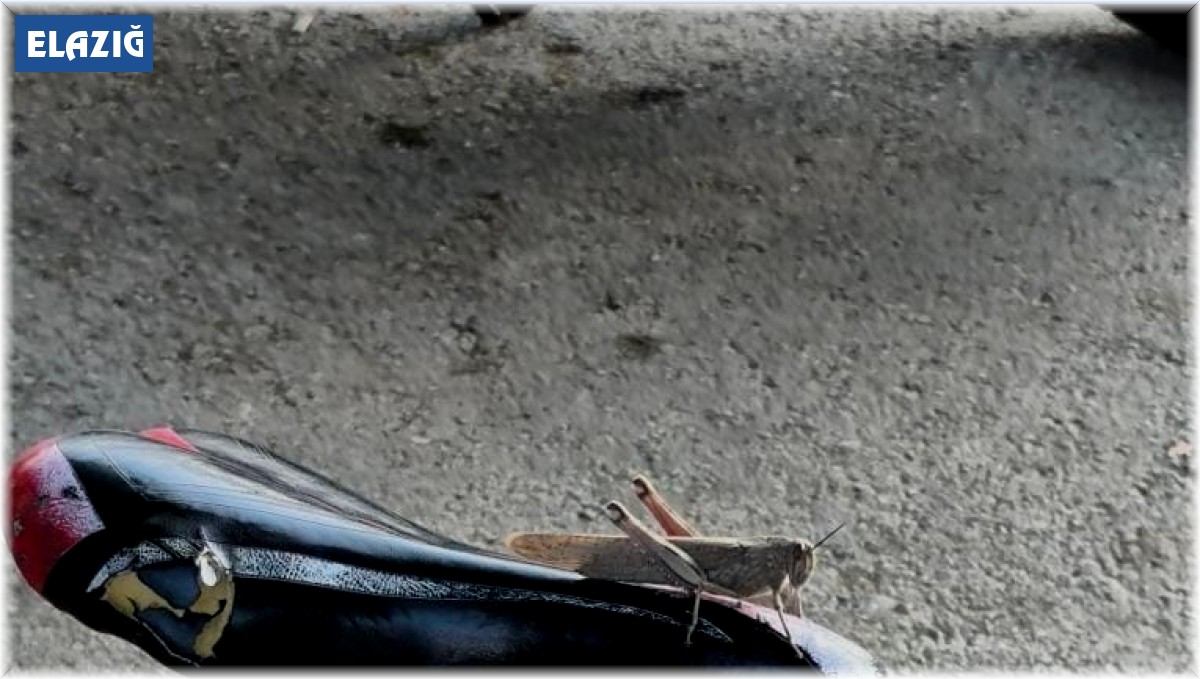 Elazığ'da dev etçil çekirge görüldü