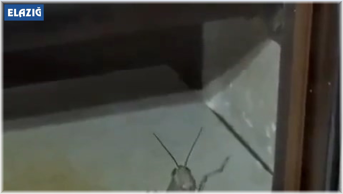 Elazığ'da dev etçil çekirge görüntülendi