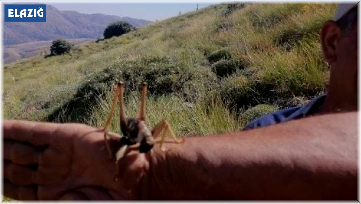 Elazığ'da dev etçil çekirge görüntülendi