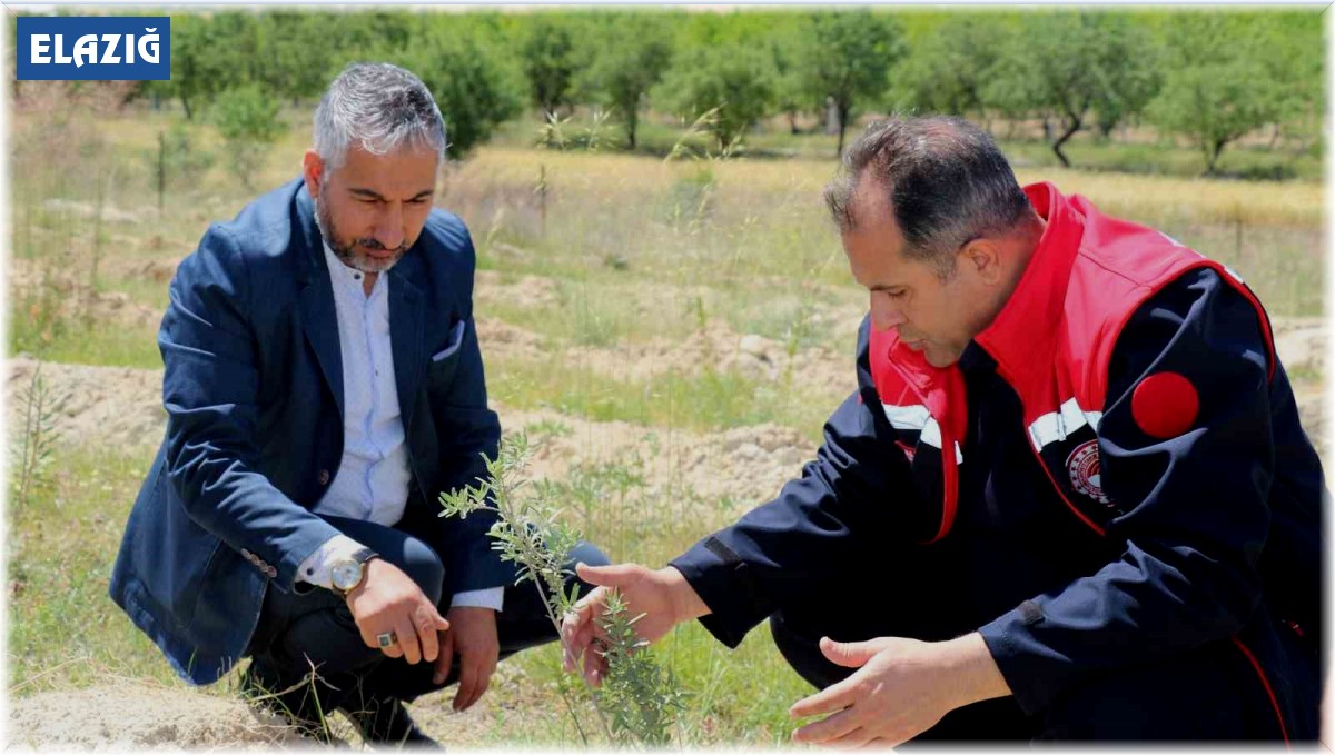 Elazığ'da dikimi yapılan 'Amerikan Tuz Çalısı' başarılı oldu