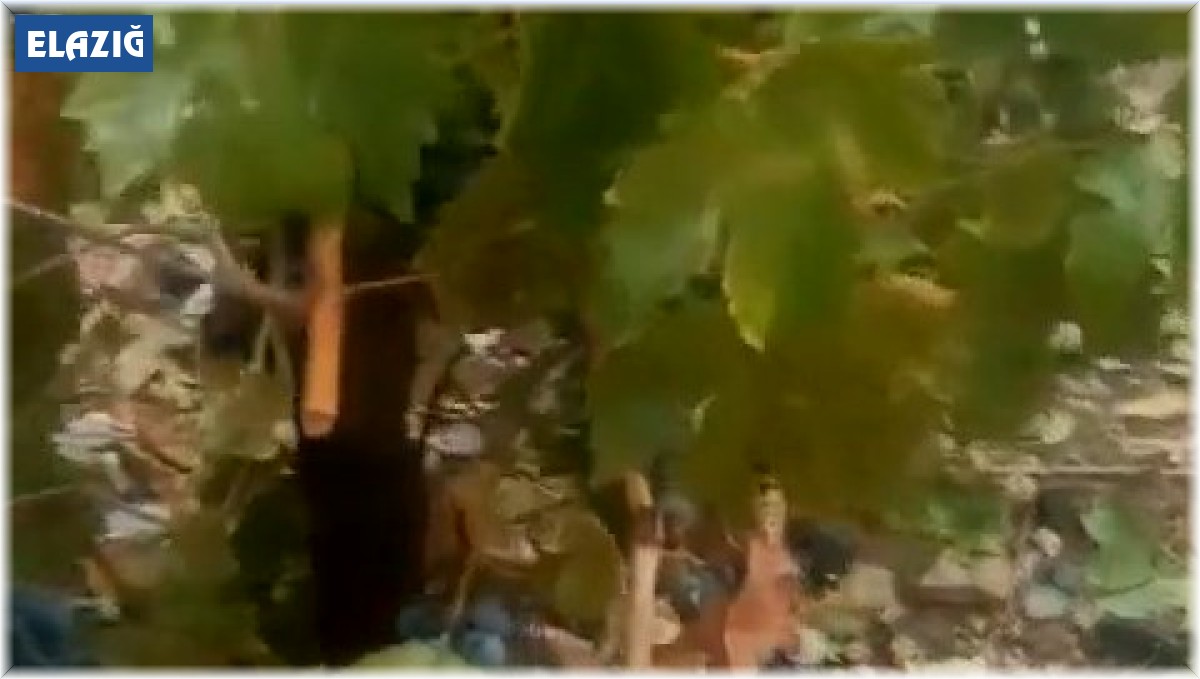 Elazığ'da dolu üzüm bağlarını vurdu