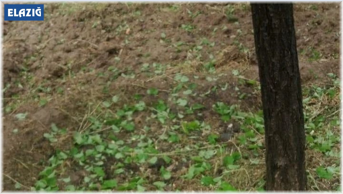Elazığ'da dolu yağışı sonrası kayısı bahçeleri zarar gördü