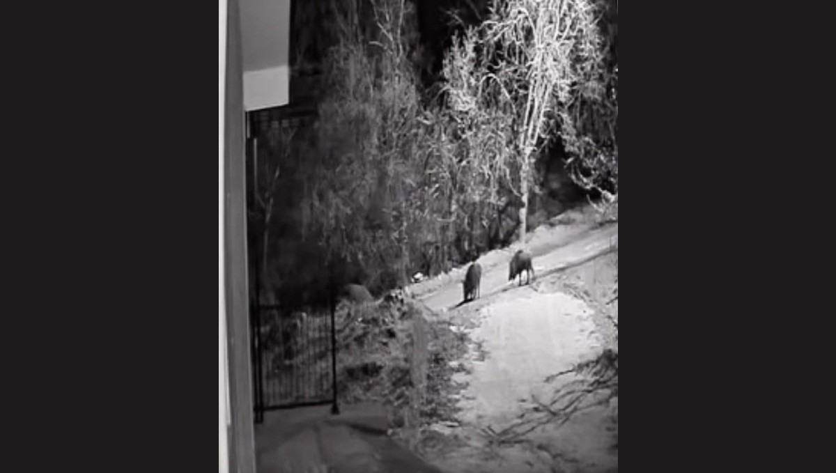 Elazığ'da domuz sürüleri görüldü