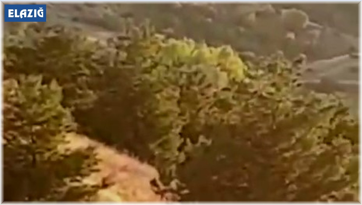 Elazığ'da domuz sürüsü bahçeyi talan etti, bahçe sahibi duruma tepki gösterdi