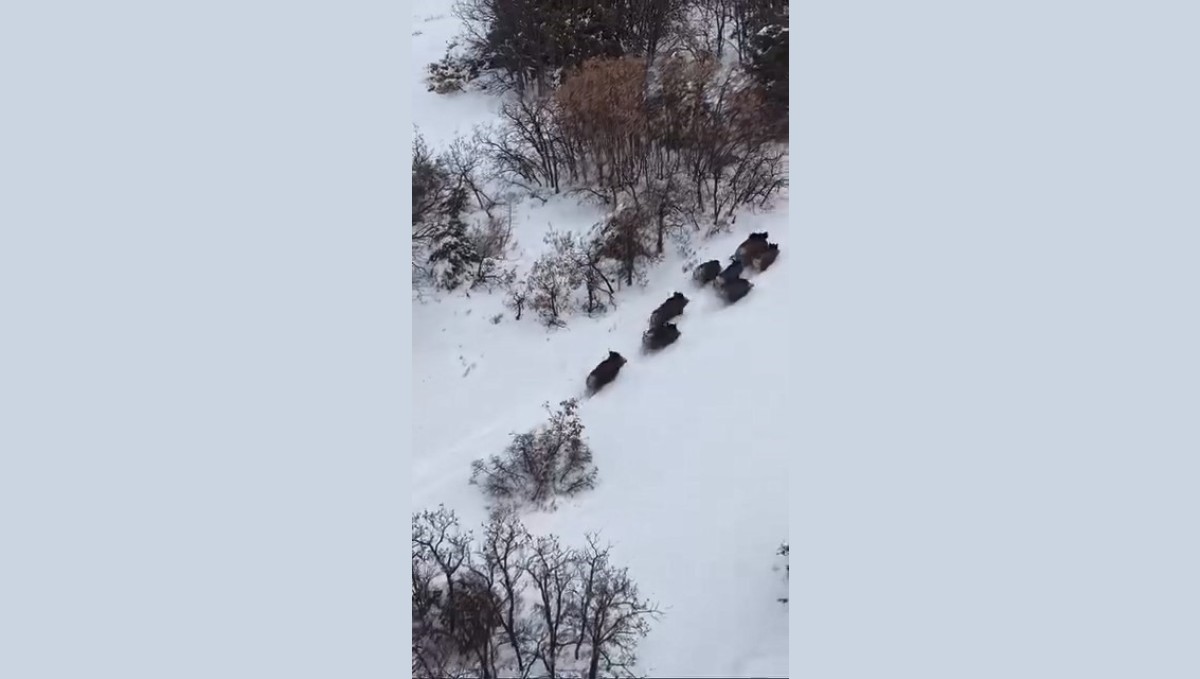 Elazığ'da domuz sürüsü dron ile görüntülendi