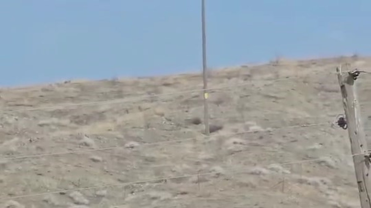 Elazığ'da domuz sürüsü görüldü