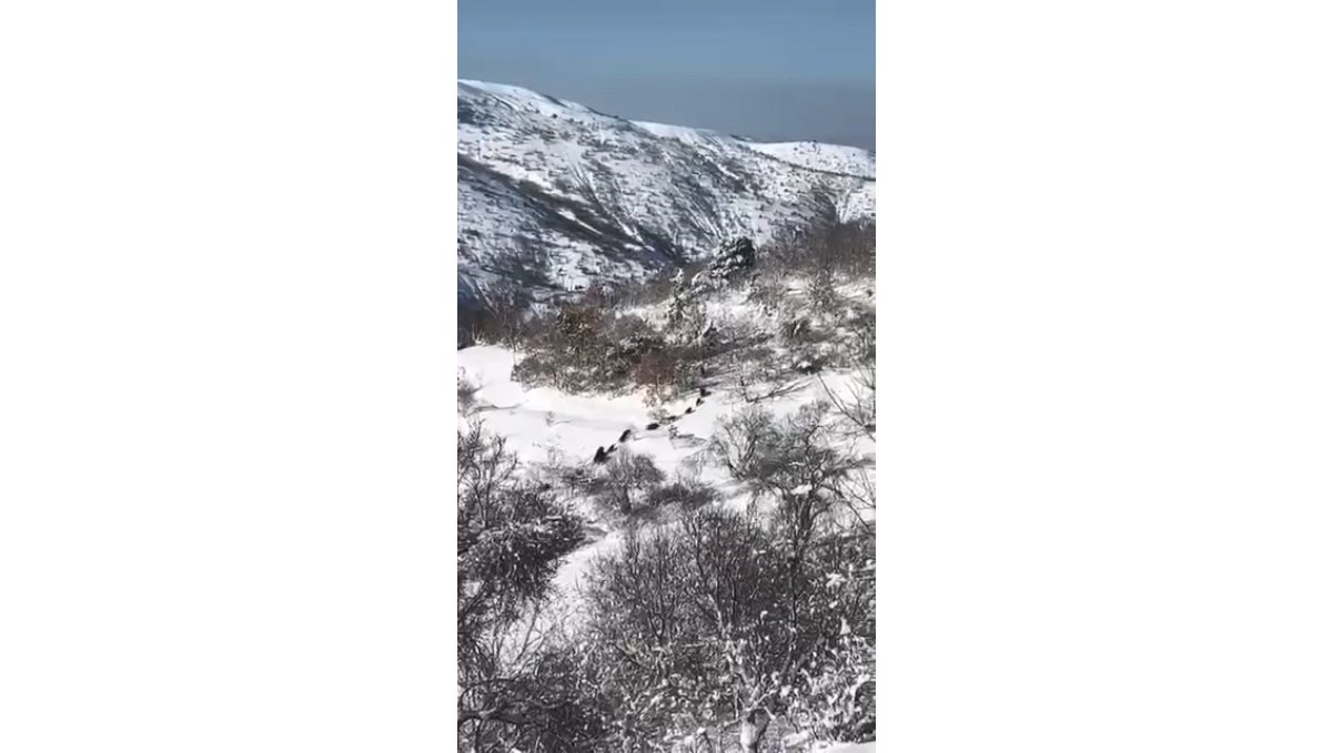 Elazığ'da domuz sürüsü görüldü