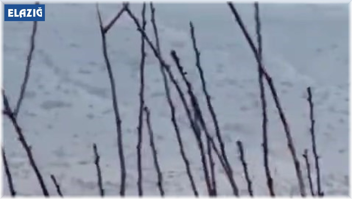 Elazığ'da domuz sürüsü görüntülendi