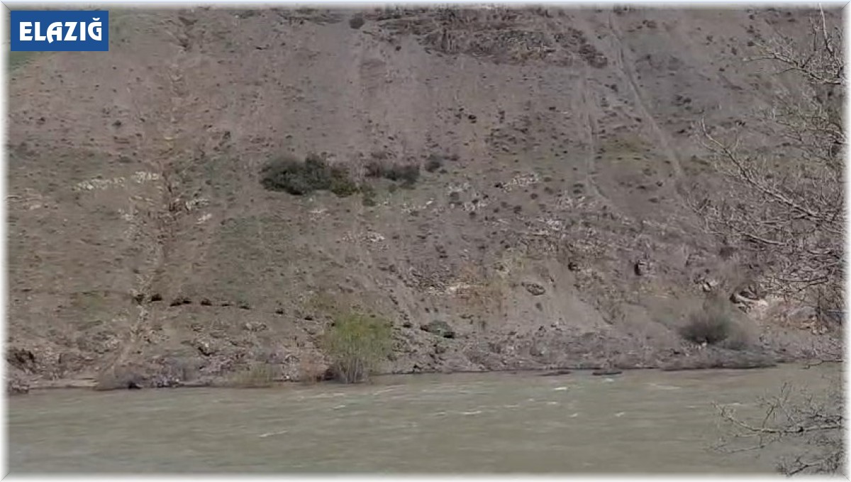 Elazığ'da domuz sürüsü görüntülendi