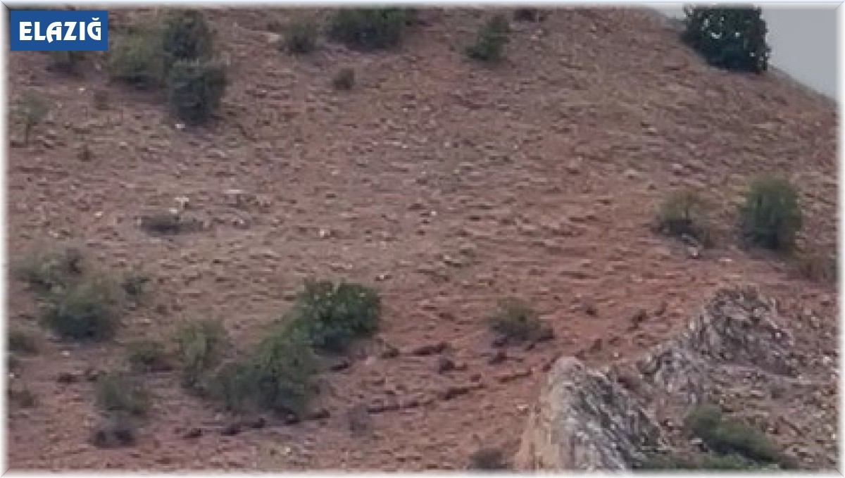 Elazığ'da domuz sürüsü görüntülendi