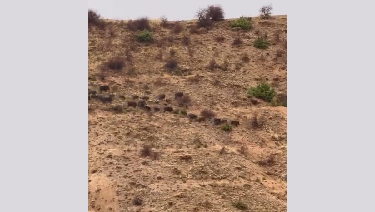 Elazığ'da domuz sürüsü görüntülendi