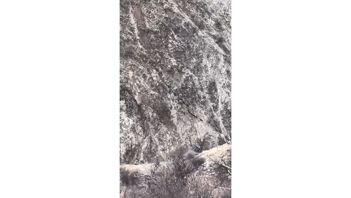 Elazığ'da domuz sürüsü görüntülendi