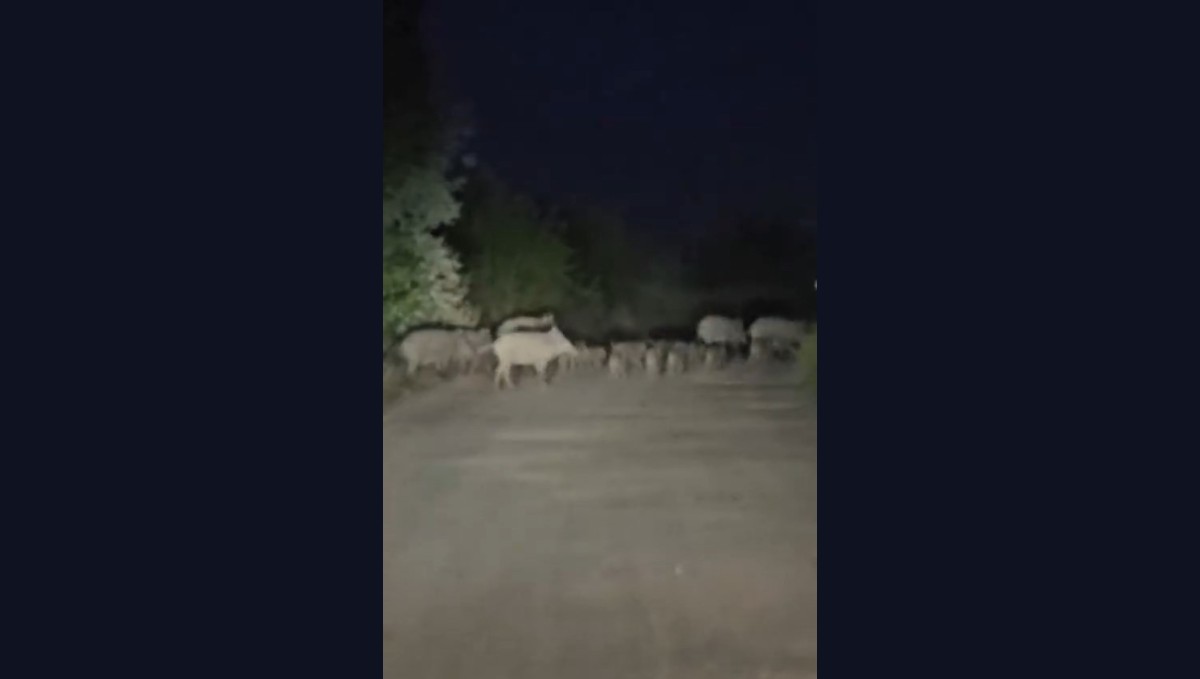 Elazığ'da domuz sürüsü yola indi