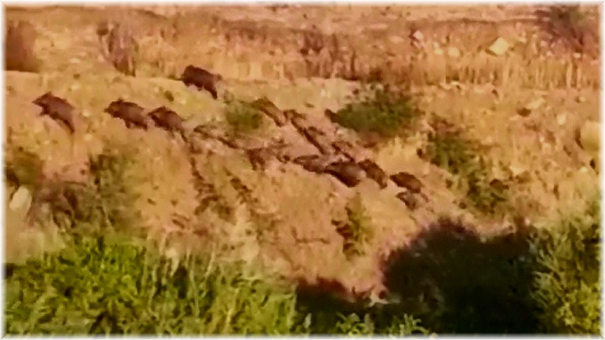 Elazığ'da domuz sürüsünün kaçış anı görüntülendi