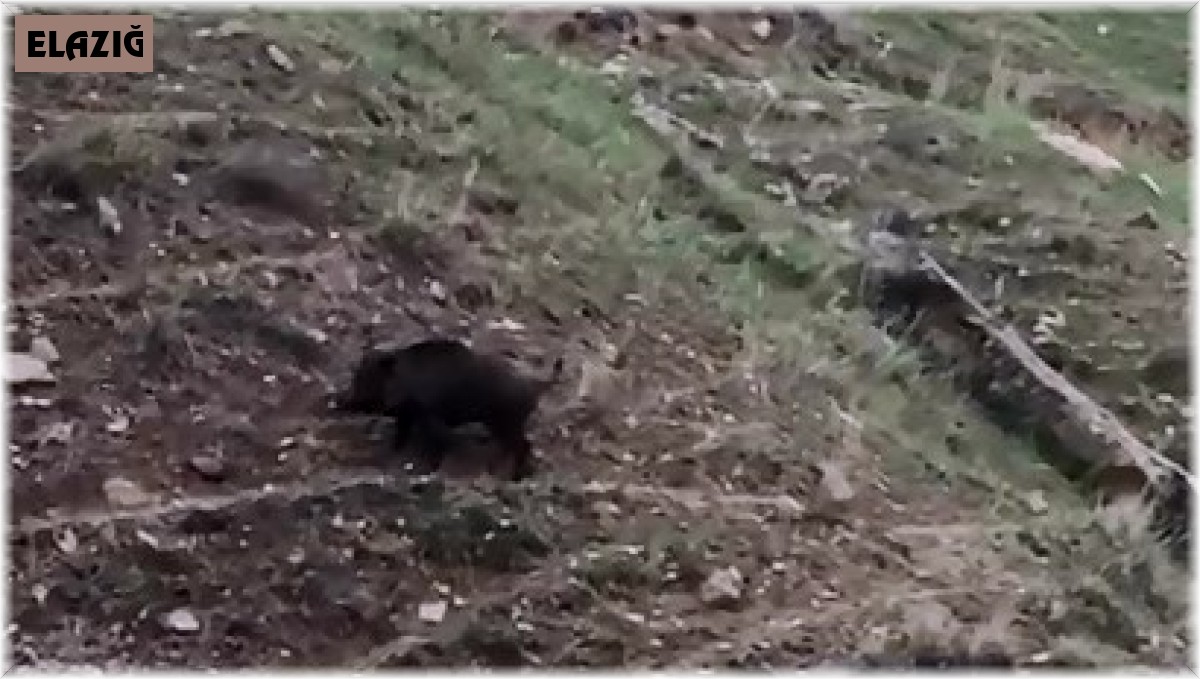 Elazığ'da domuz ve yavruları görüntülendi