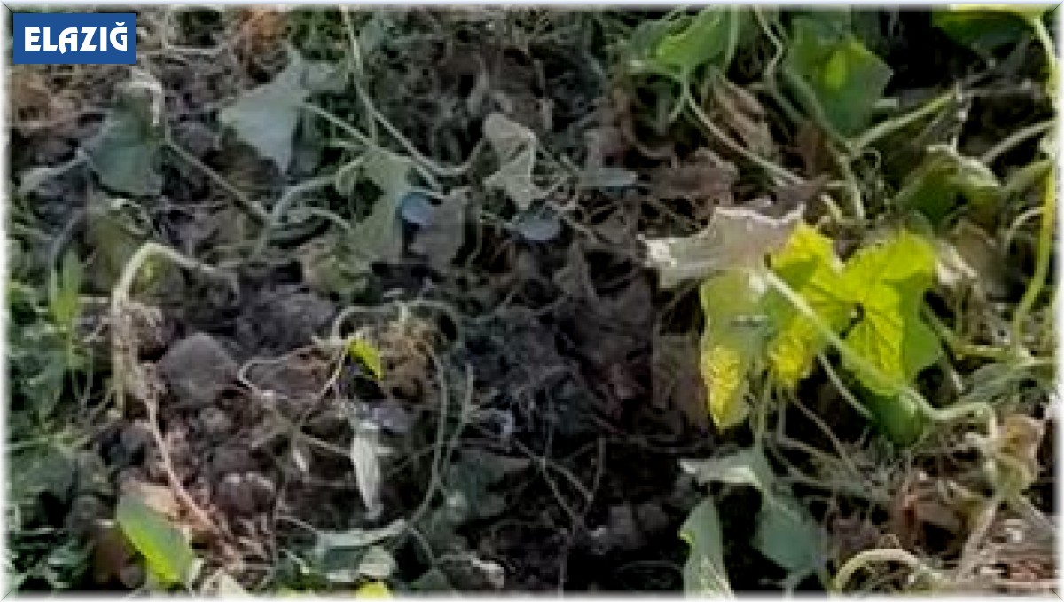 Elazığ'da domuzların talanı bitmiyor: Sebze bahçeleri kullanılmaz hale geldi