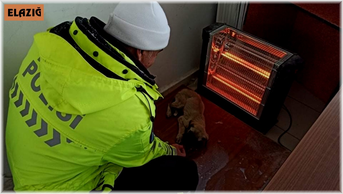 Elazığ'da donmak üzere olan yavru köpeğe polisler sahip çıktı
