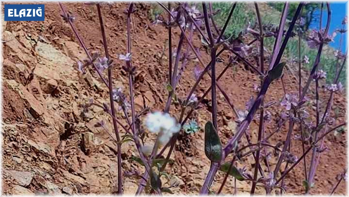 Elazığ'da düğmeli çöven bitkisi izleme çalışması yapıldı