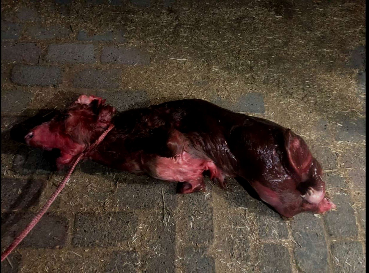 Elazığ'da dünyaya gelen buzağı ilginç görüntüsüyle şaşırttı