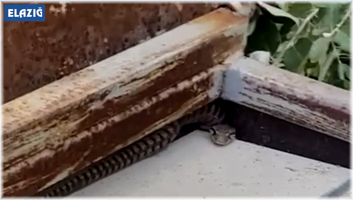 Elazığ'da elektrik panosuna giren yılan korkuttu