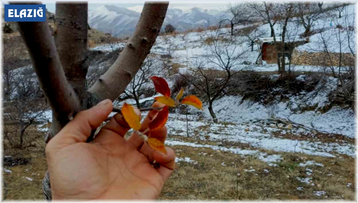 Elazığ'da elma ağacı mevsimleri şaşırdı, kış ayında yaprak verdi