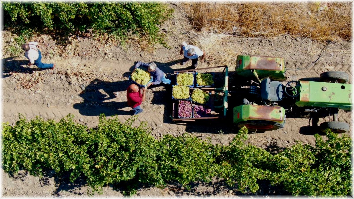 Elazığ'da 'En tatlı' hasat dönemi başladı