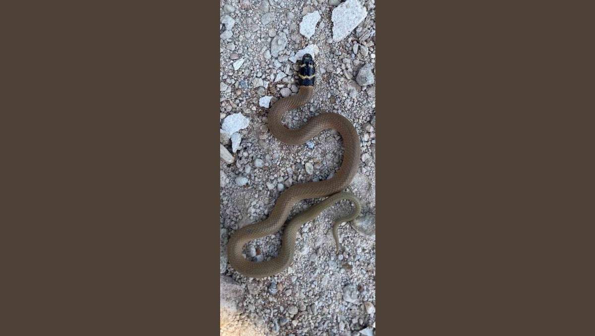 Elazığ'da endemik tür olan 'kırbaç yılanı' görüldü