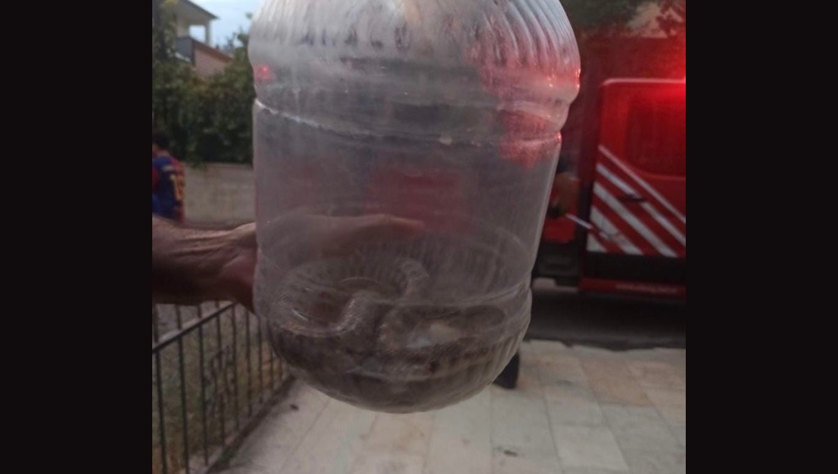 Elazığ'da engerek yılanı paniği