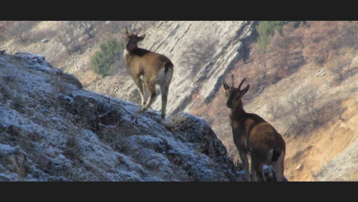 Elazığ'da envanter çalışmalarıyla dağ keçilerinin popülasyonu takip ediliyor