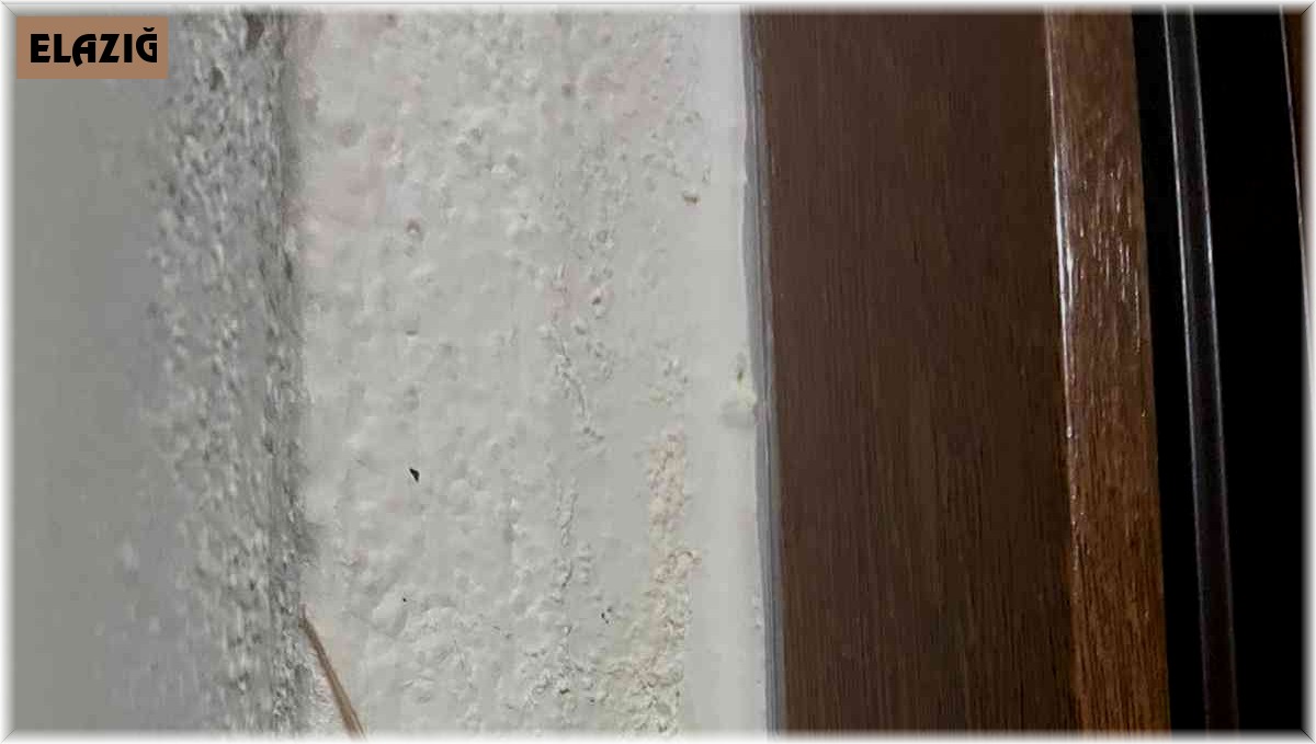 Elazığ'da 'et yiyen örümcek' görüldü