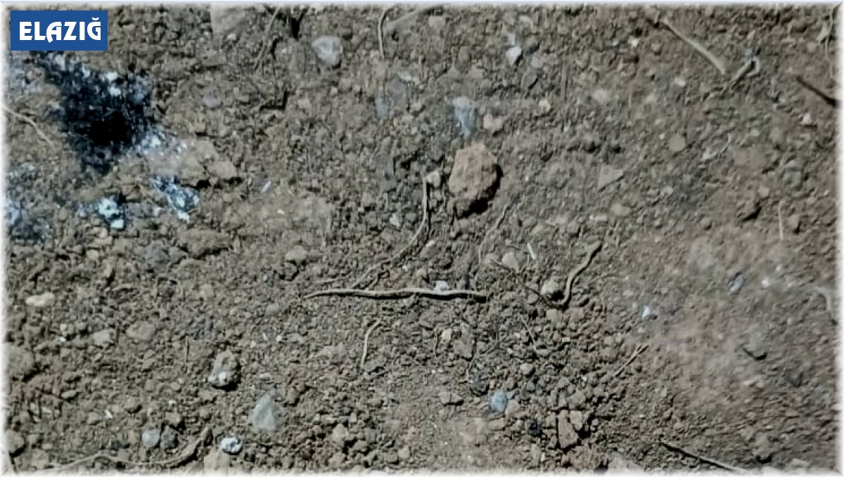 Elazığ'da et yiyen 'Sarıkız örümceği' görüldü