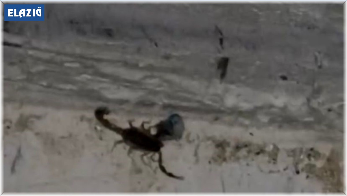 Elazığ'da evde görülen akrep paniğe neden oldu