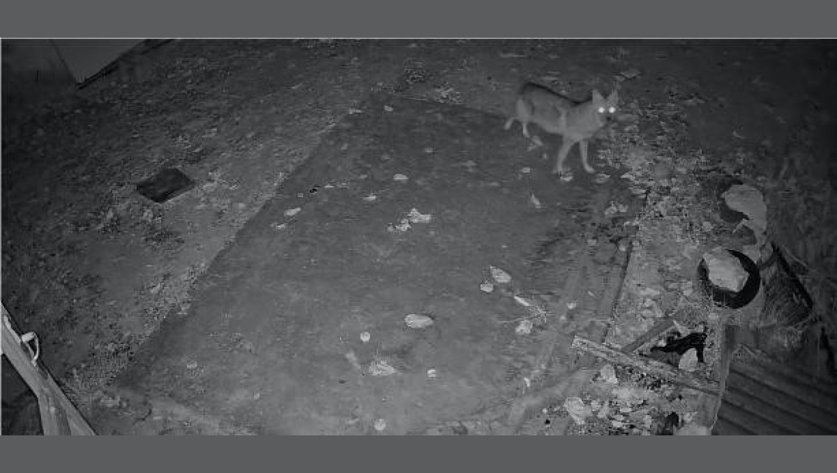 Elazığ'da evin etrafında yiyecek arayan çakal kamerada