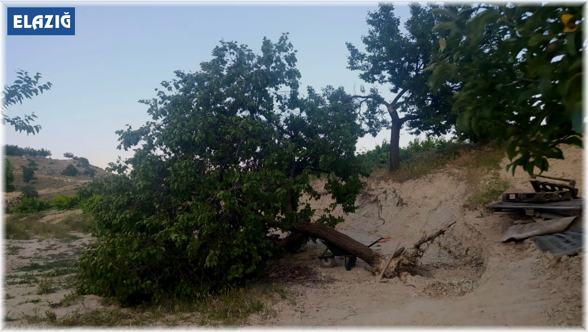 Elazığ'da fırtına ağaçları kökünden söktü