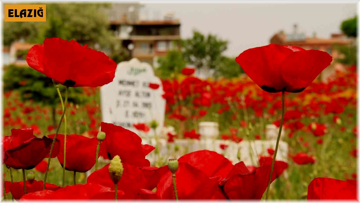Elazığ'da gelincikler mezarlığı kırmızıya bürüdü
