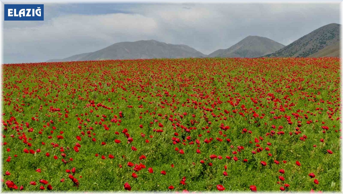 Elazığ'da gelincikler tarlaları kırmızıya boyadı
