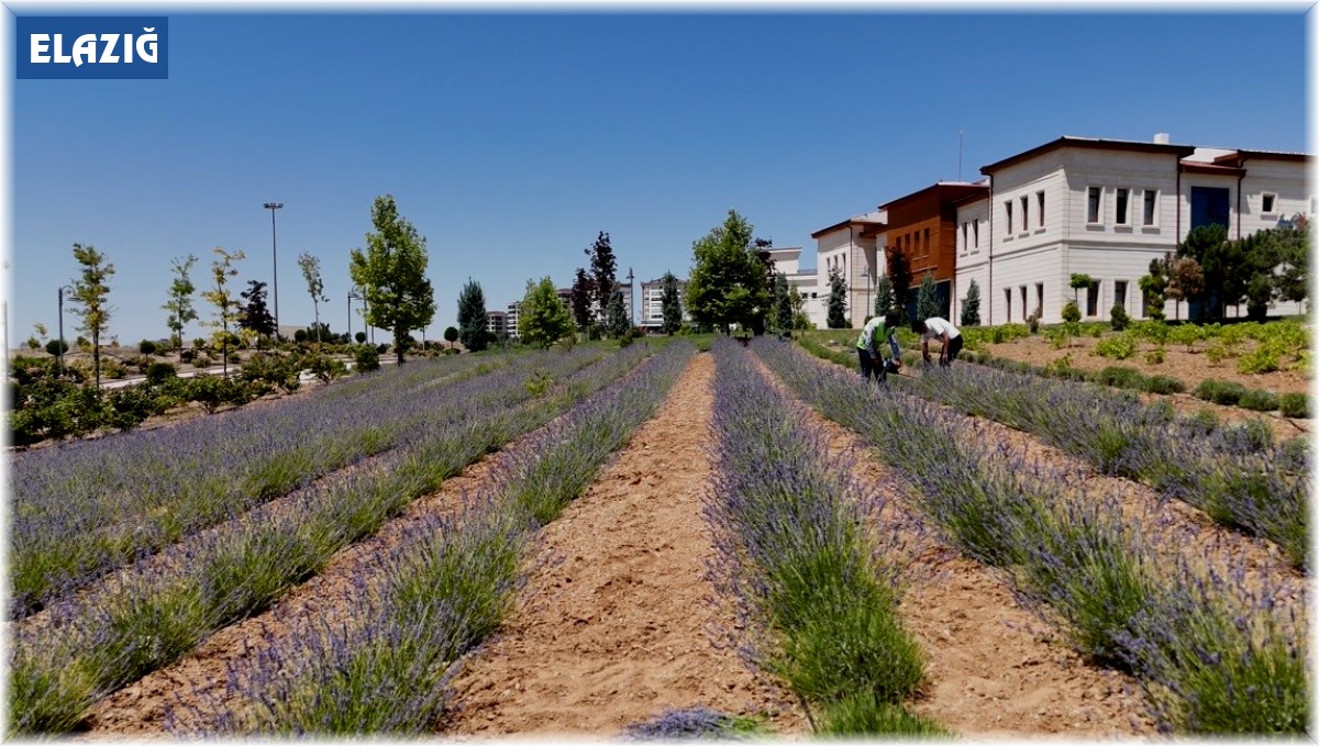 Elazığ'da gençlerden lavanta yatırımı: 3 yılda 1,5 ton hasat başarısı