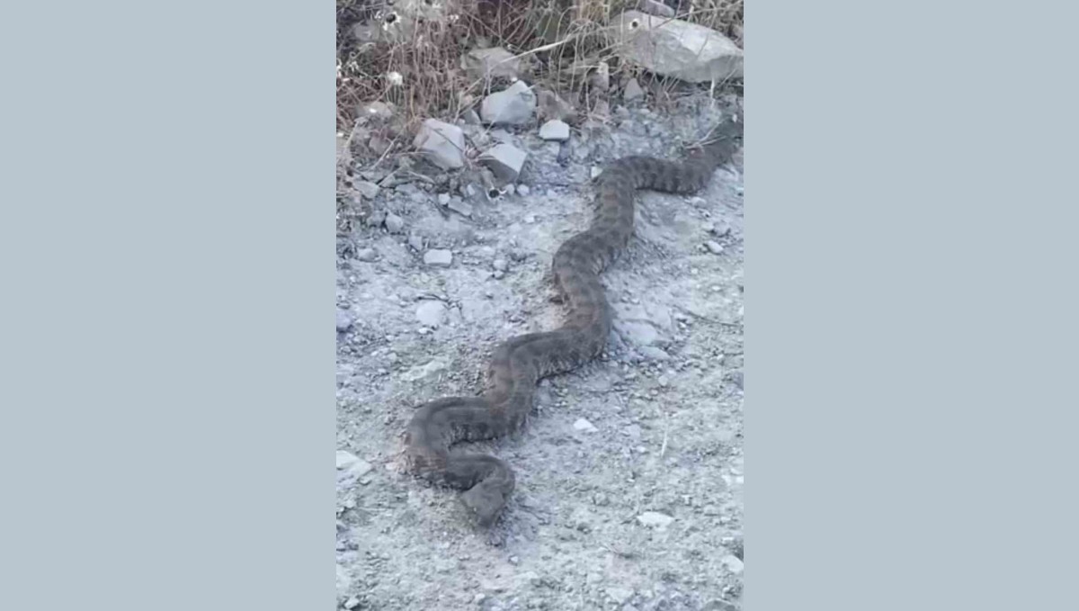 Elazığ'da görüntülenen yılan tedirgin etti